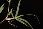 Korean lawngrass